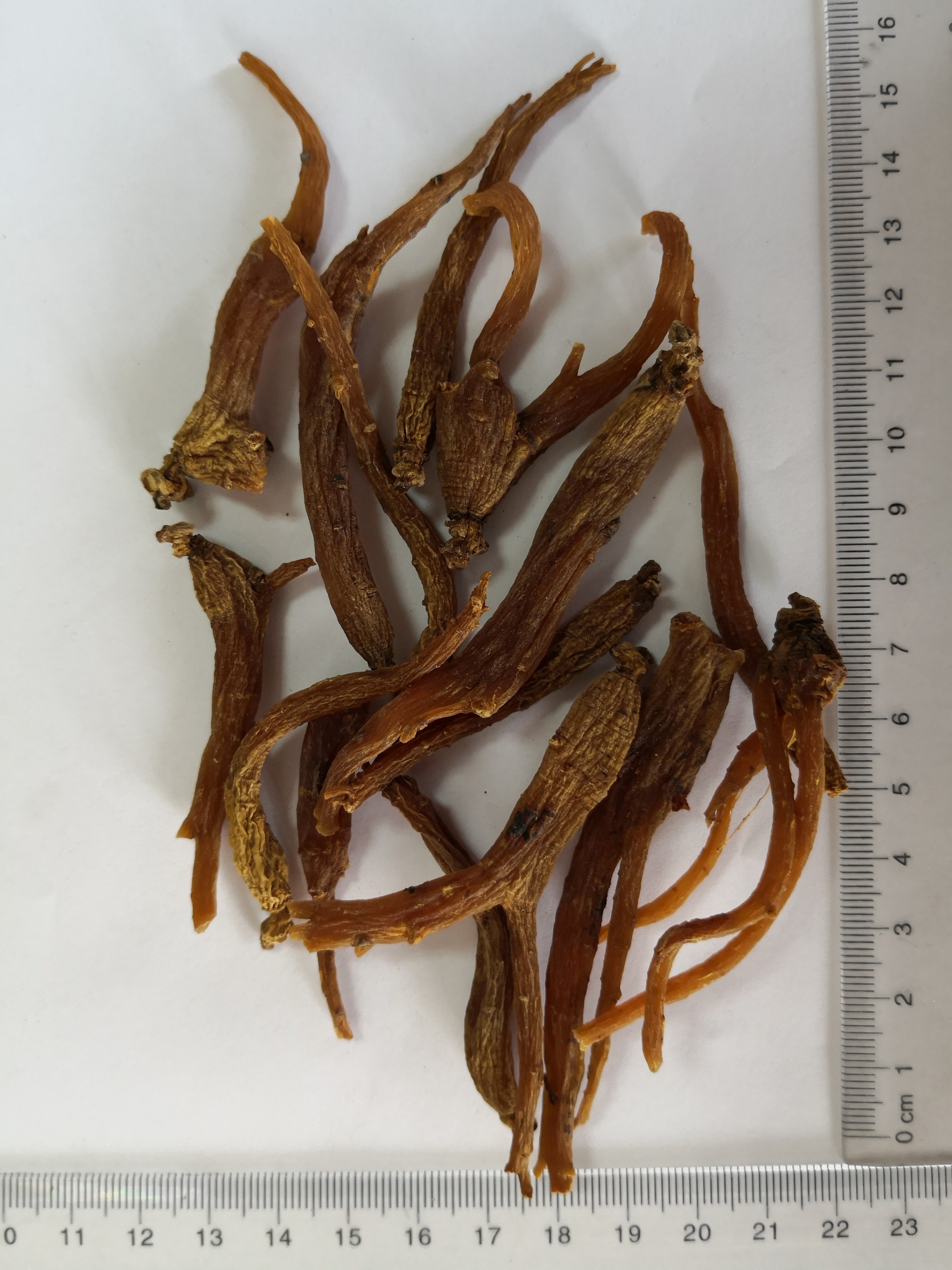 Red Ginseng