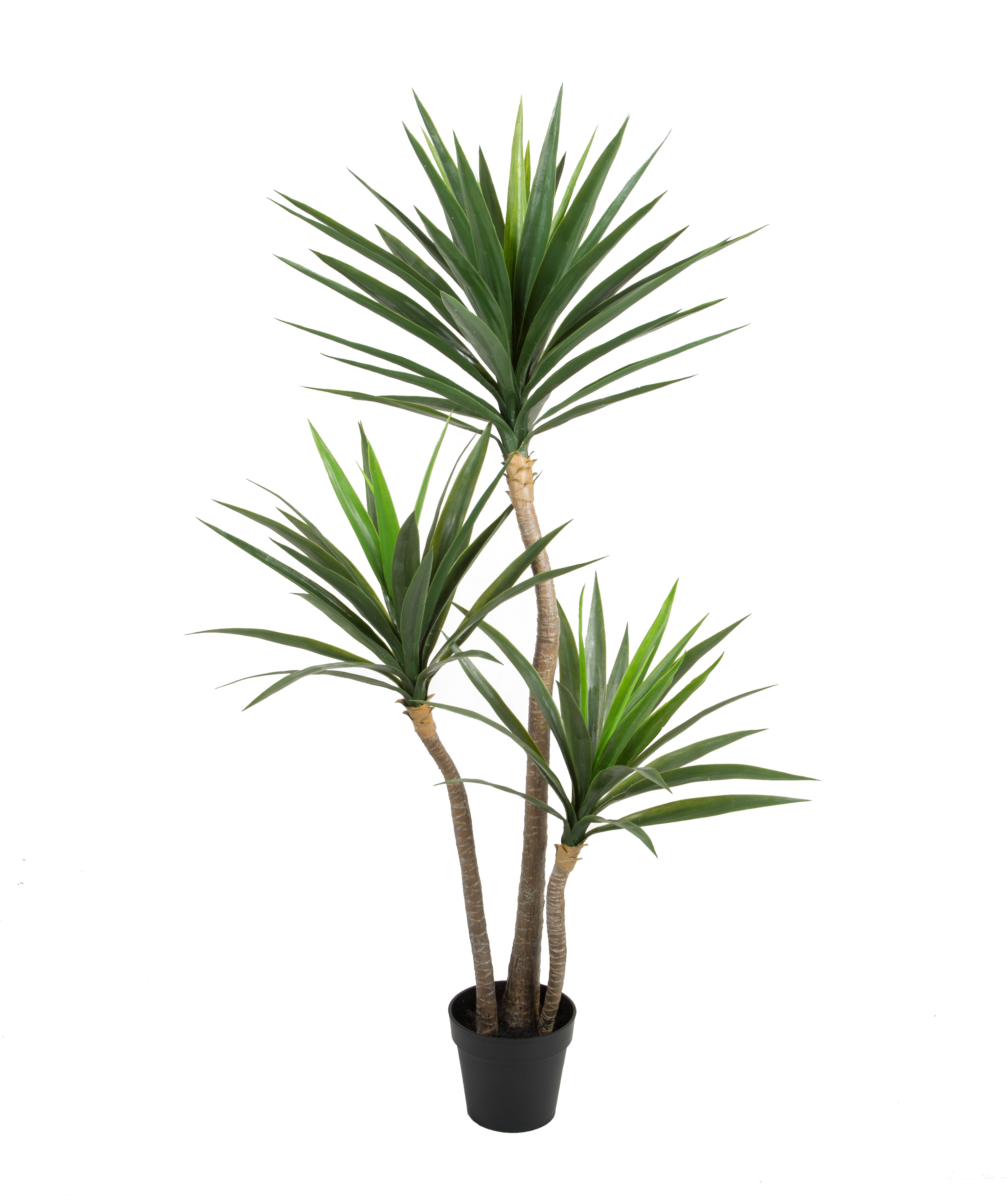 155CM Yucca