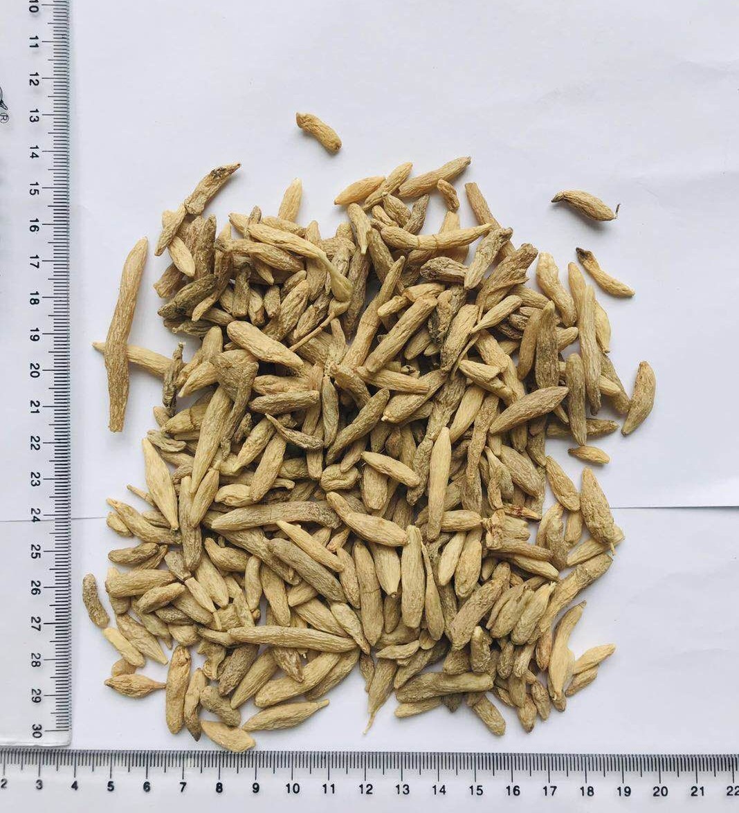 Dwarf Lifyturf Tuber