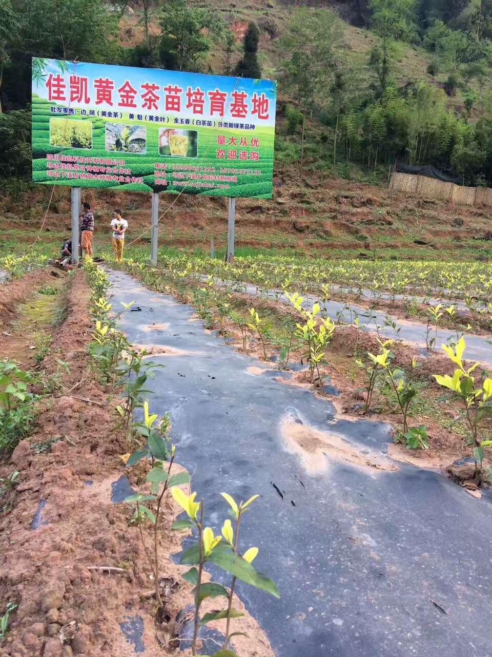 Mabian Jinyu Chun Tea Co., Ltd. – yellow tea 3