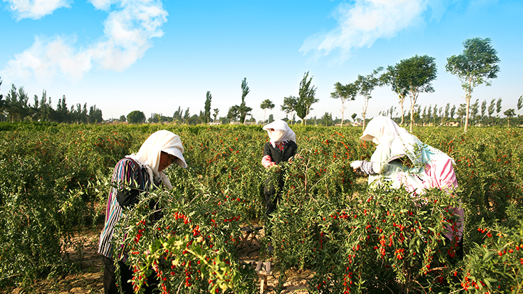 Ningxia Huabao Goji Berry Industry Co., Ltd. – Photos produits 2