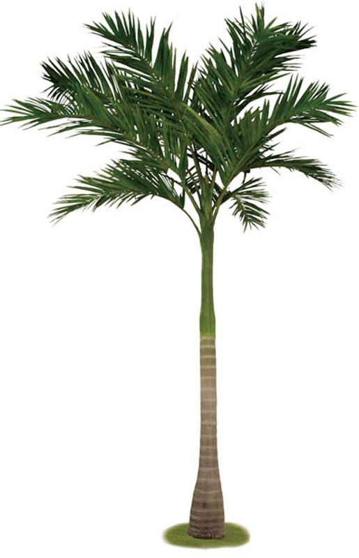 480CM Royal Coco Palm