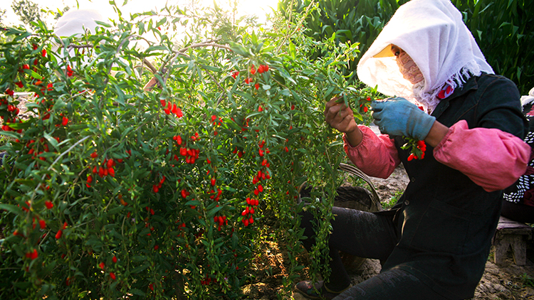 Ningxia Huabao Goji Berry Industry Co., Ltd. – Photos produits 3