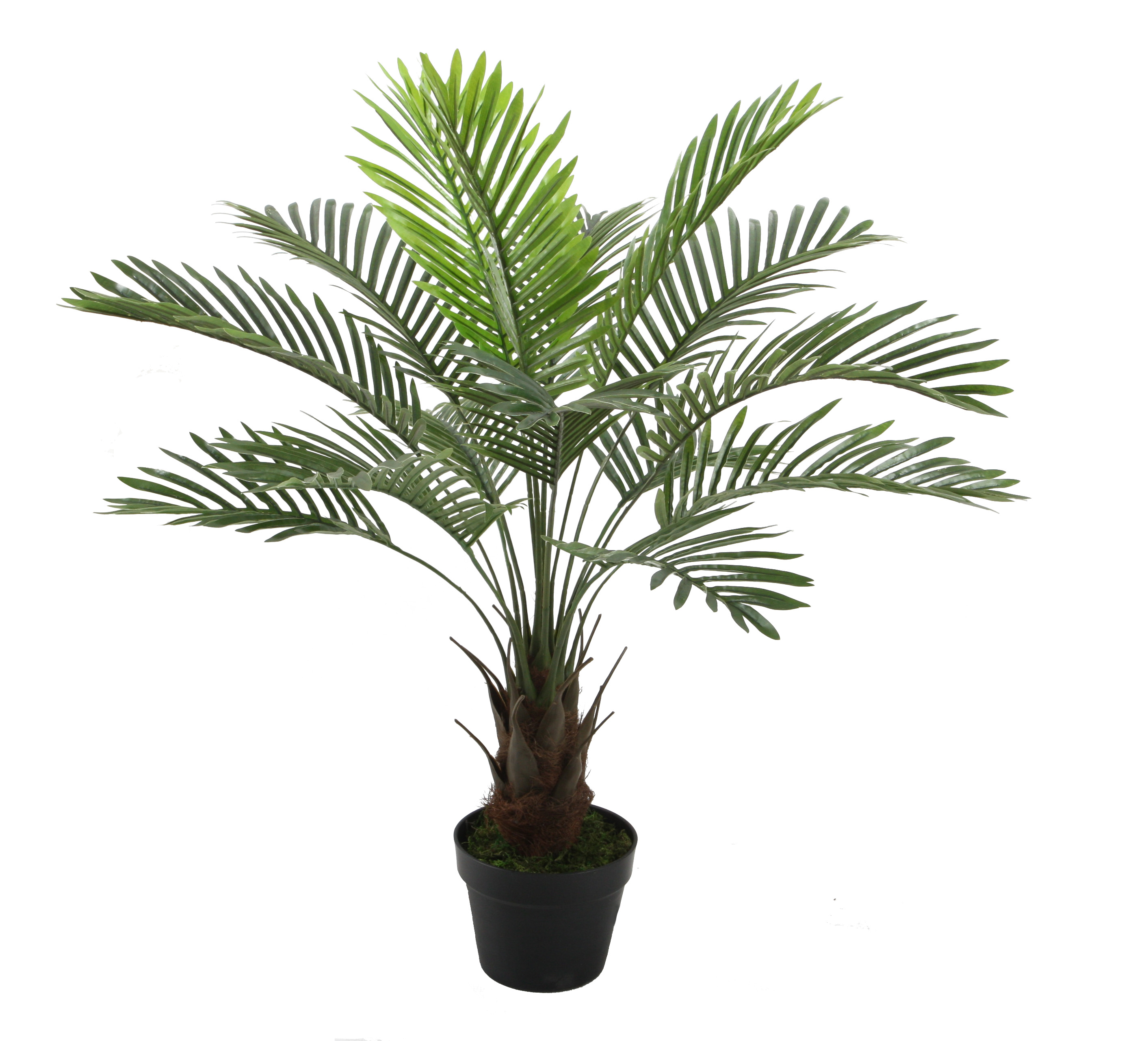 90cm Mini Palm w/pot