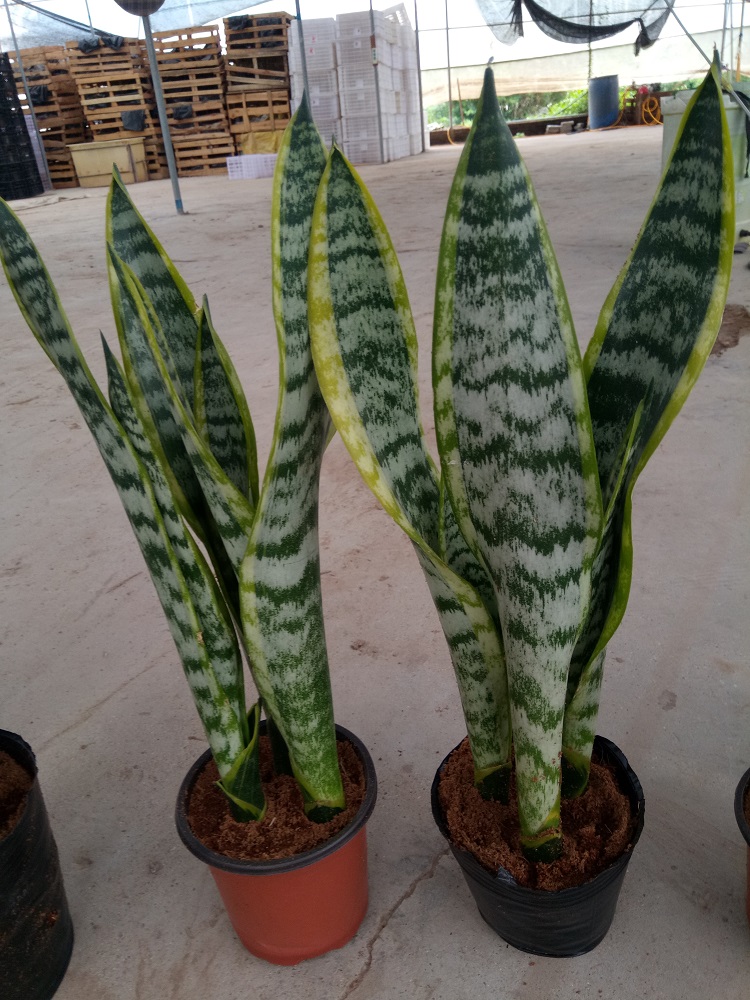 001' Sansevieria laurentii