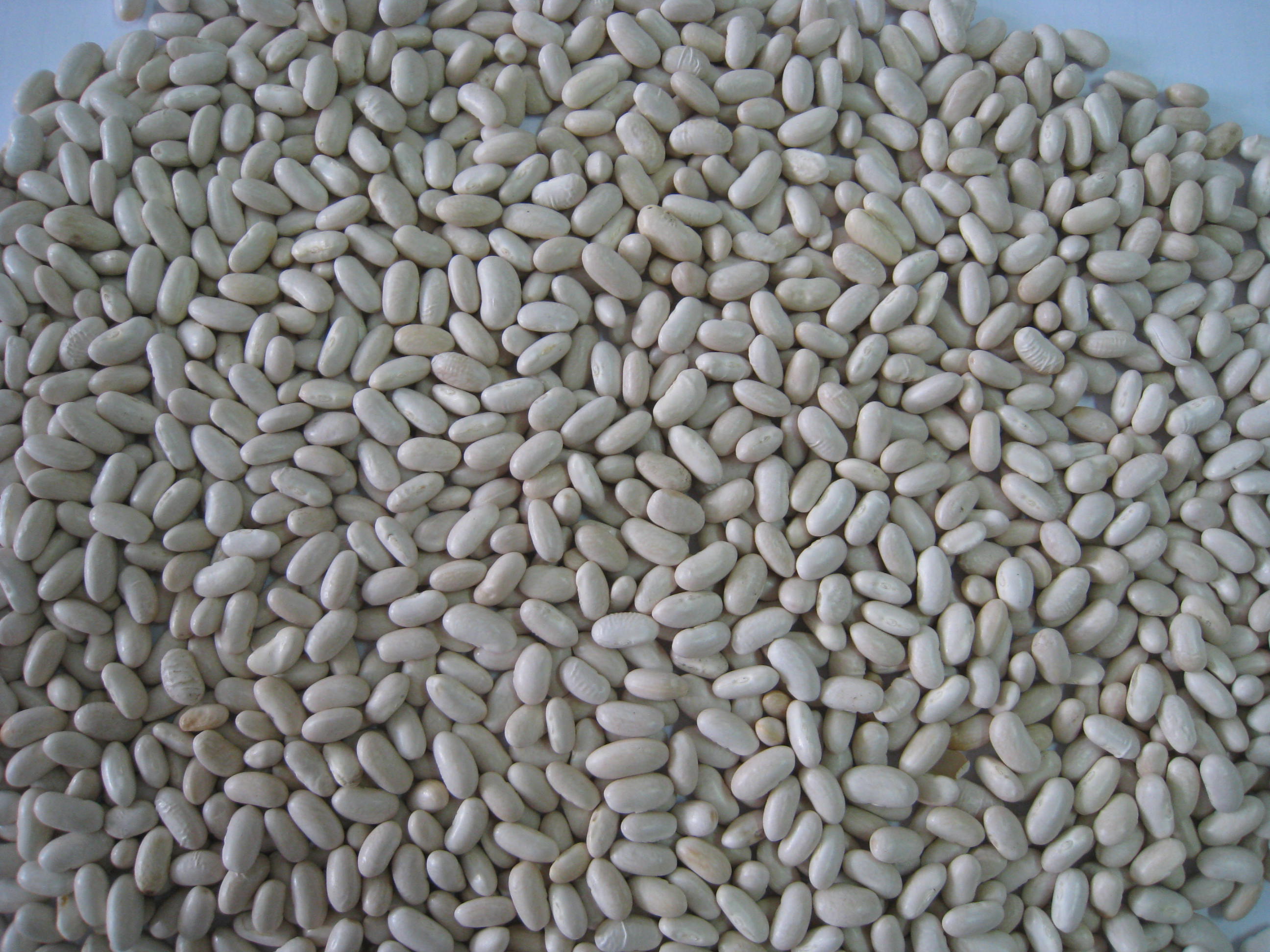 White Kidney Beans
