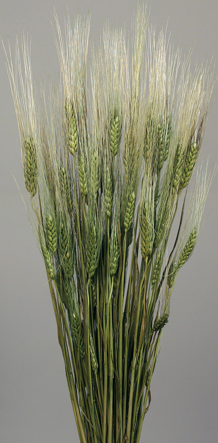 Triticum Wheat(dry flower;dried flower)