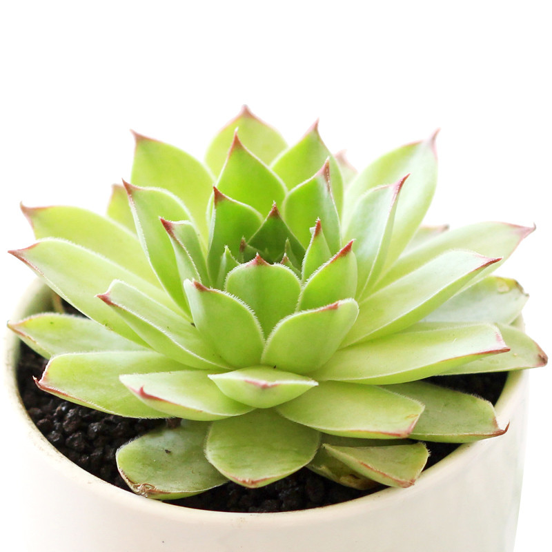 Succulent Plants
