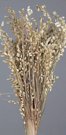Briza Max(dry flower;dried flower)