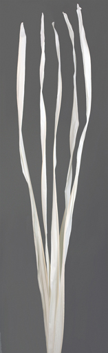 Long Palm(dry flower;dried flower)
