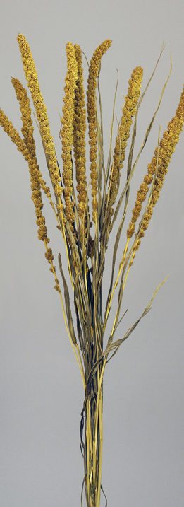Setaria(dry flower;dried flower)
