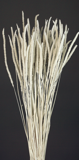 Phleum(dry flower;dried flower)