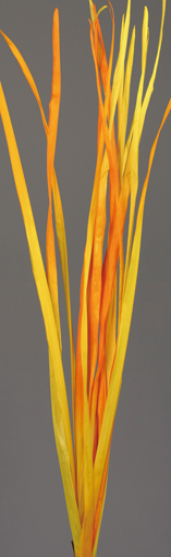 Long Palm(S)