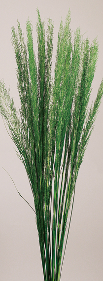 Peacock Grass(preserved）(dry flower;dried flower)