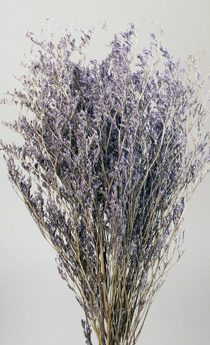 Caspia(dry flower;dried flower)