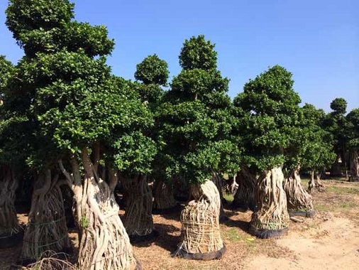 001 Ficus Airroots
