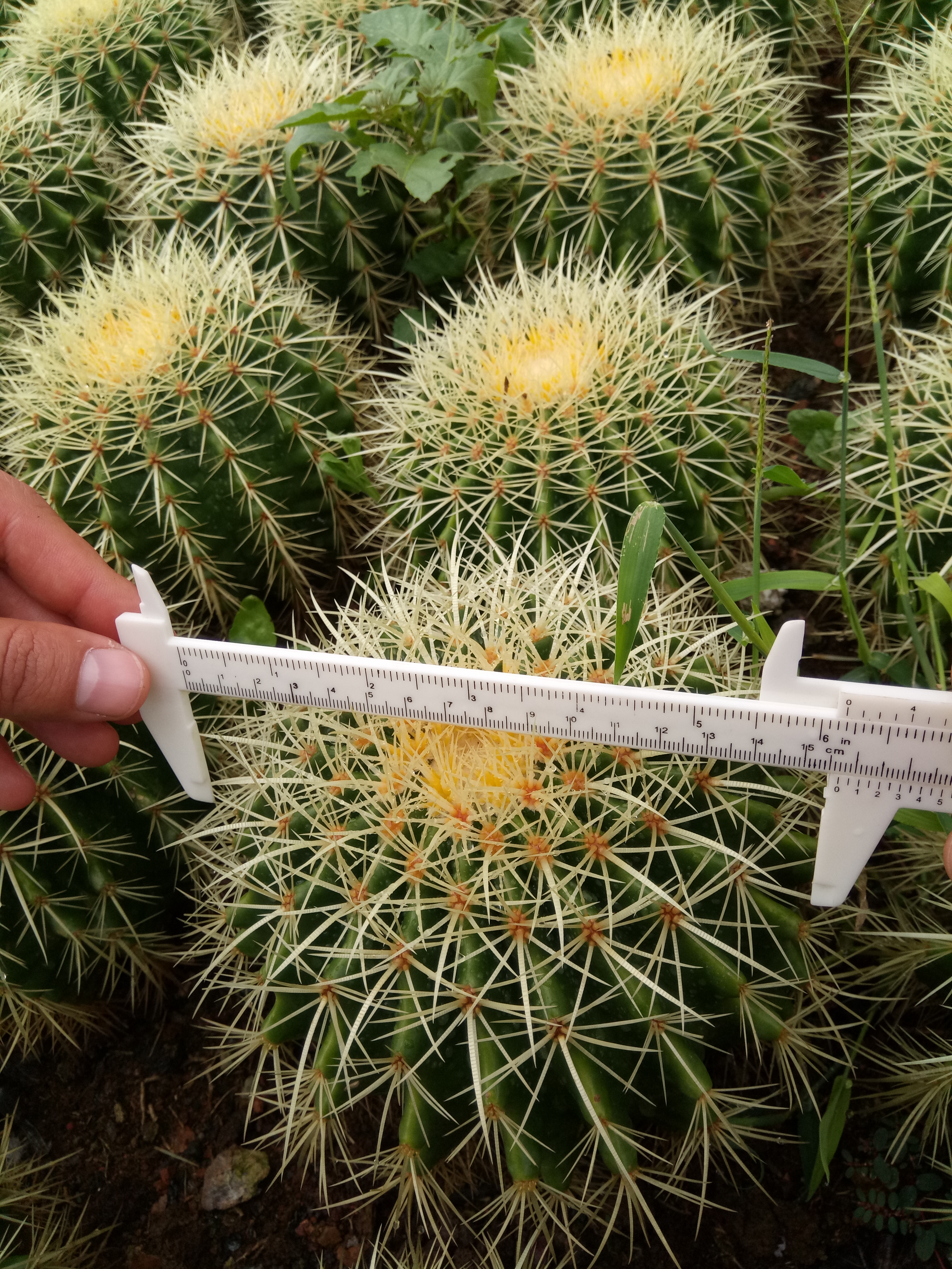 001 Echinocactus grusonii (golden barrel balls)