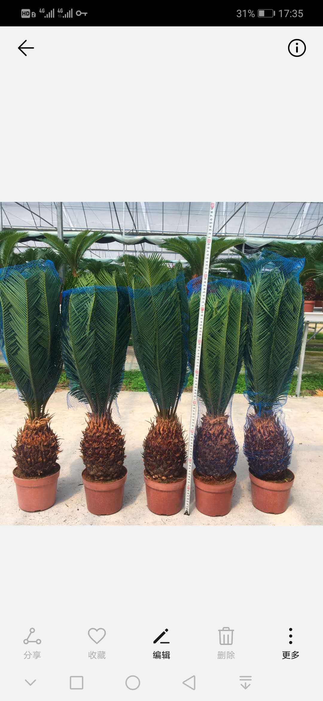 001' Cycas Revoluta