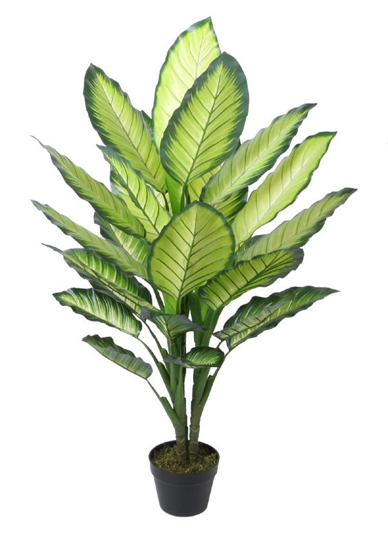 120CM Dieffenbachia