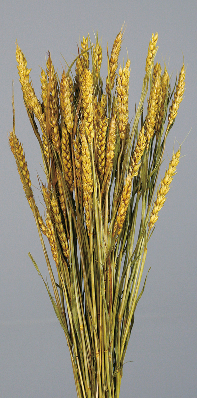 Rye wheat(dry flower;dried flower)