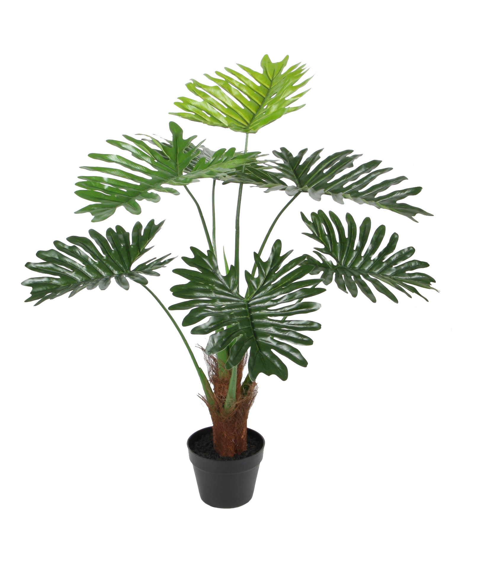 90CM Big Philodendron