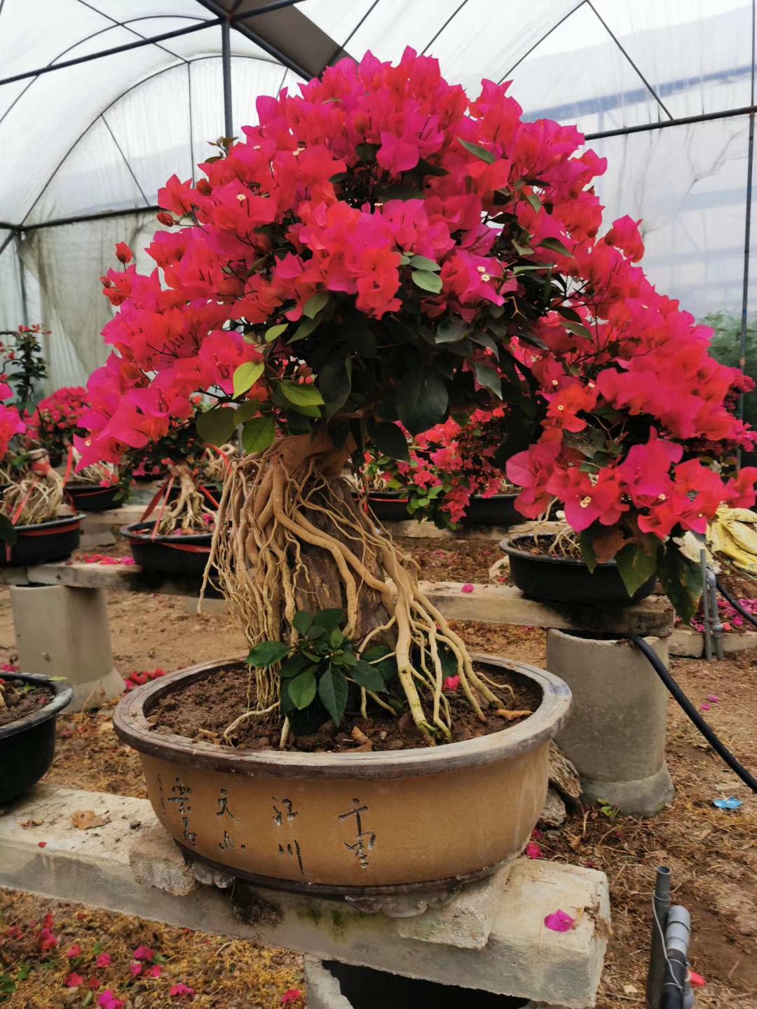 001' Bougainvillea