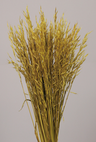 Oat(dry flower;dried flower)