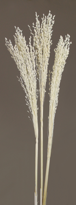 Jumbo Sorghum(dry flower;dried flower)