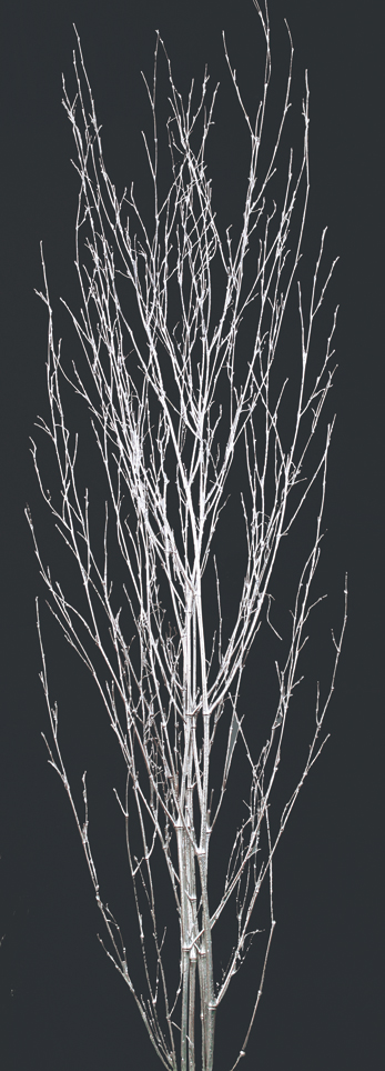 Bamboo Glitter(dry flower;dried flower)