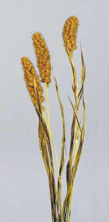 Mini Millet
