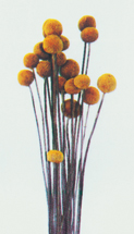 Billy Button(dry flower;dried flower)