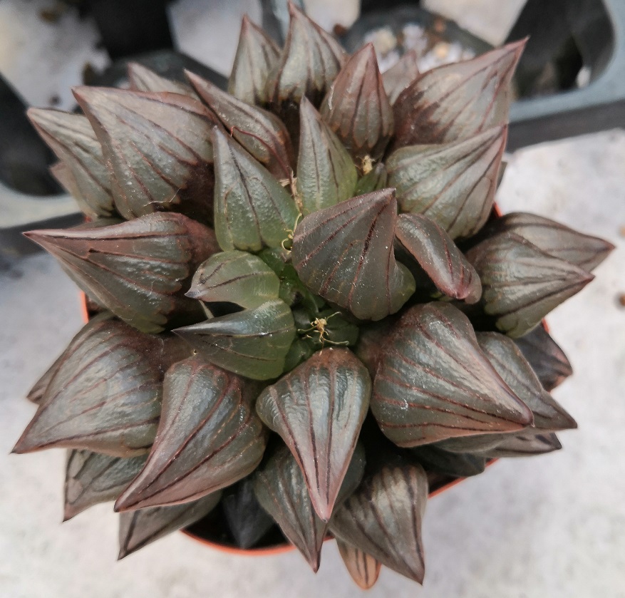 001' Haworthia spp