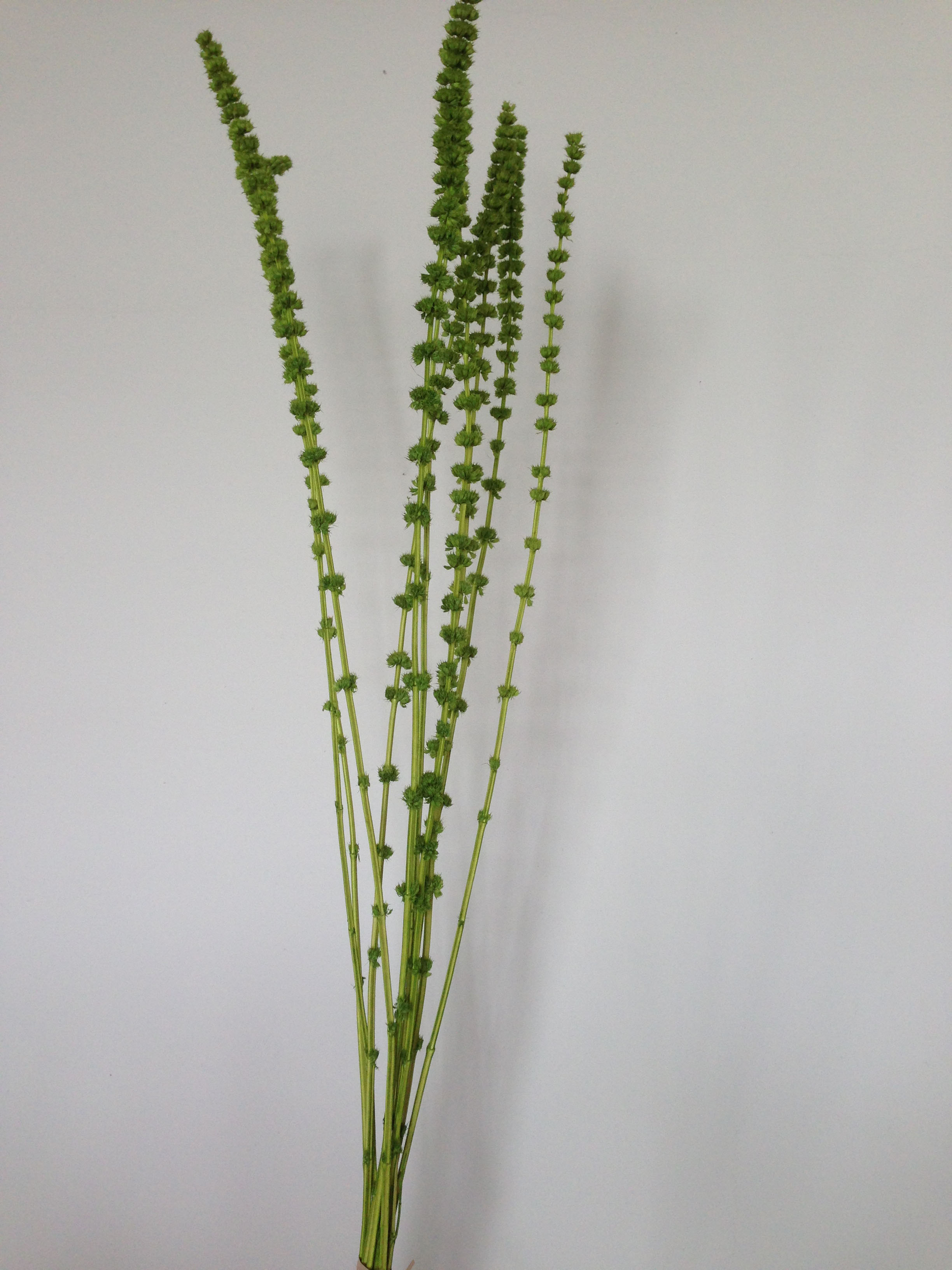 Tower Grass(dry flower;dried flower)