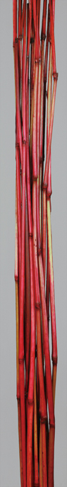 Babala Cane S(dry flower;dried flower)