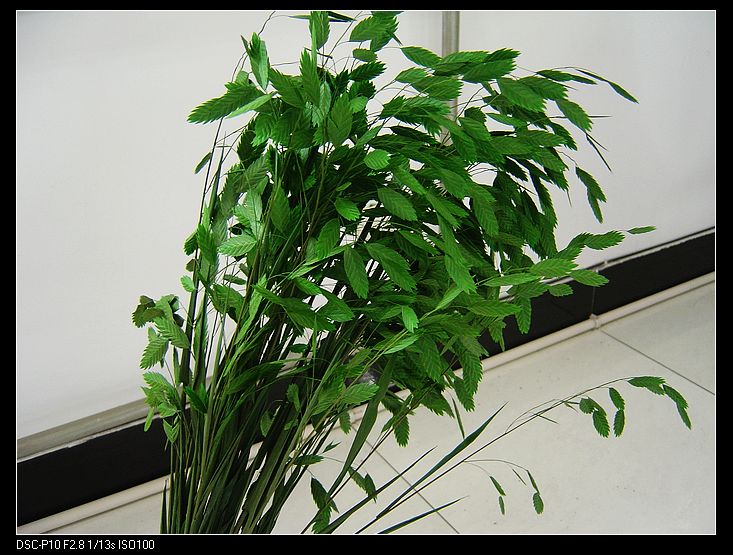 Diamond Grass(Preserved)