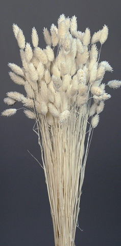 Phalaris