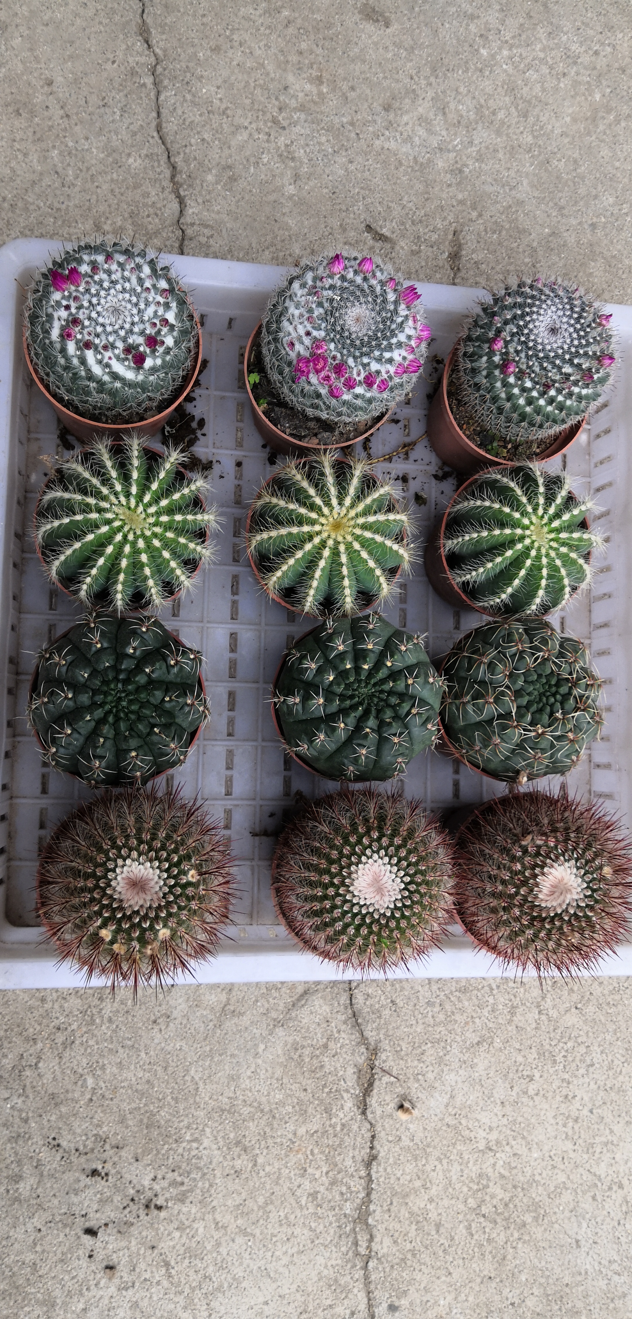 001cactus balls
