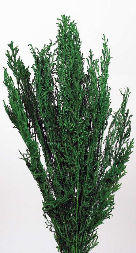 Long Licopodium (preserved)