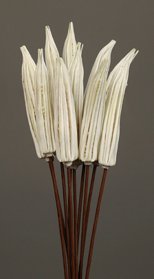 Okra Pod(dry flower;dried flower)