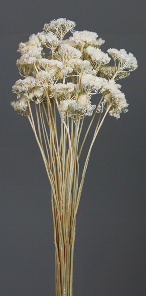 Yarrow(dry flower;dried flower)