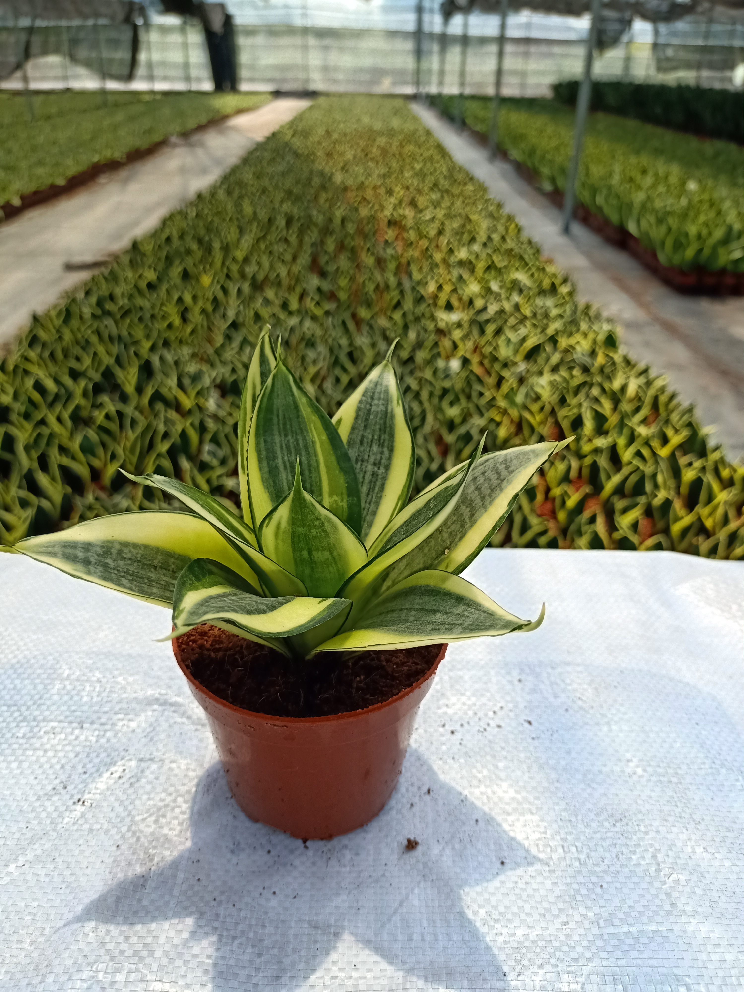 001Sansevieria Hahnii
