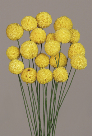 Wind Ball(dry flower;dried flower)