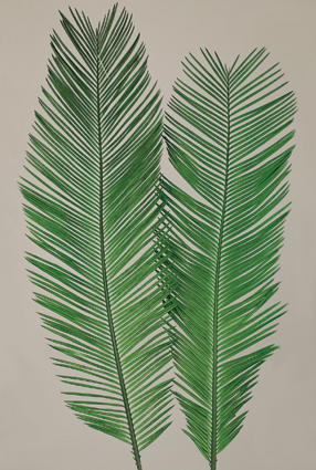 Cycas Leaves(dry flower;dried flower)