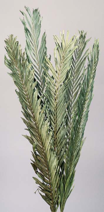 Areca leaves