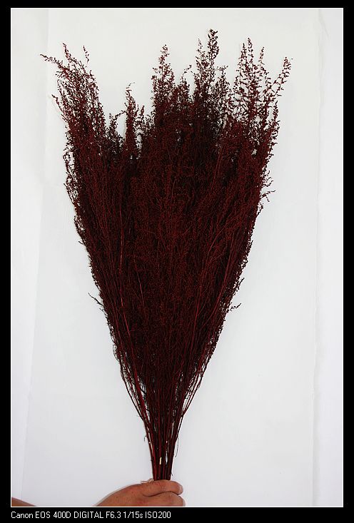 Sweet Annie(Preserved)(dry flower;dried flower)