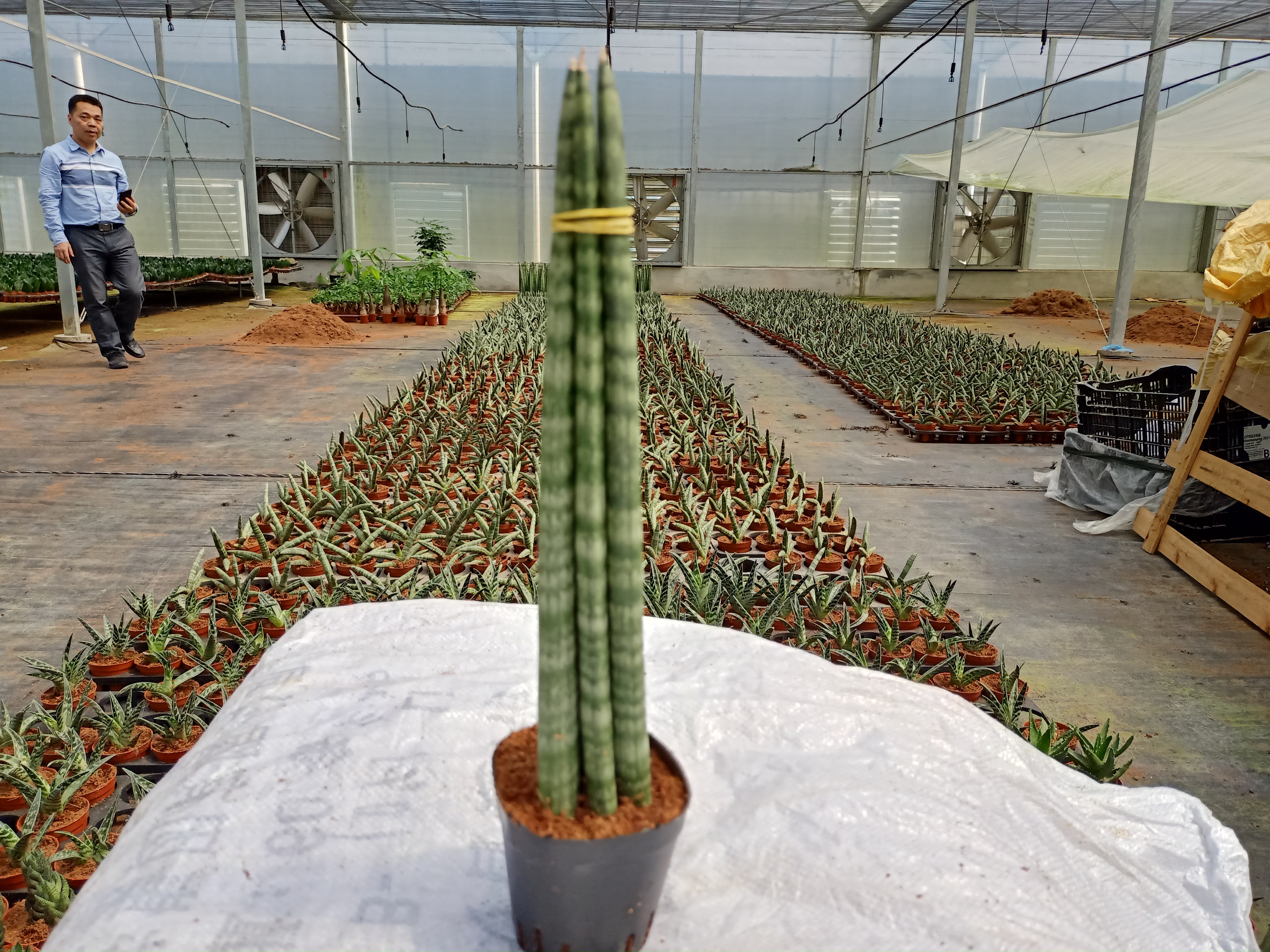 001 Sansevieria cylindrica