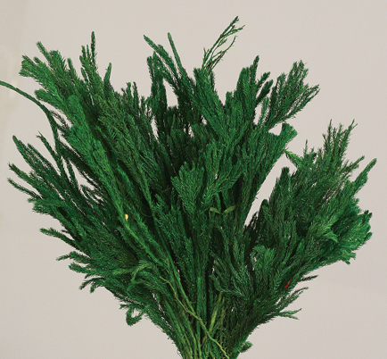 Licopodium(preserved)(dry flower;dried flower)