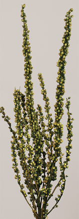 Vabascum(dry flower;dried flower)