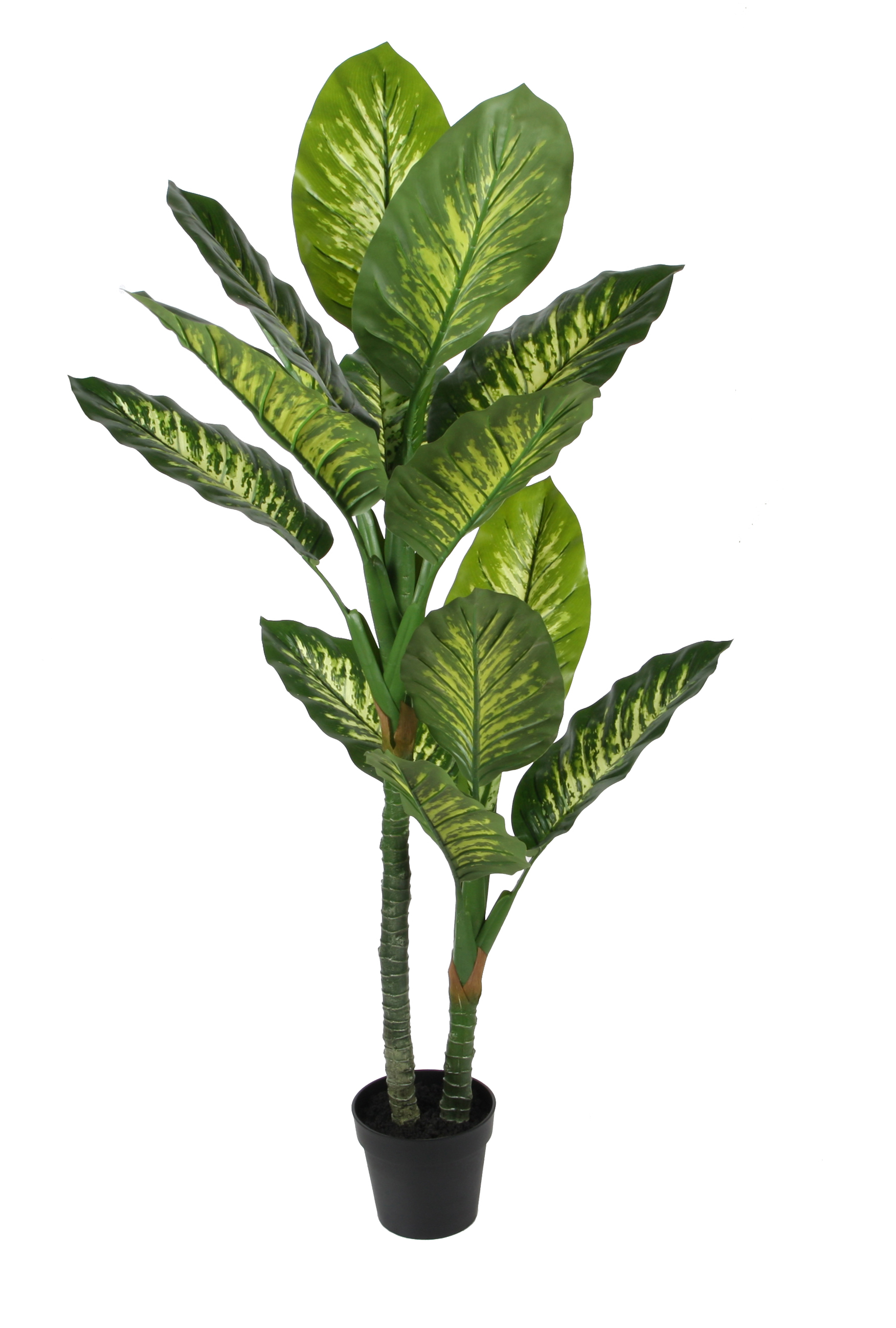 150CM Dieffenbachia