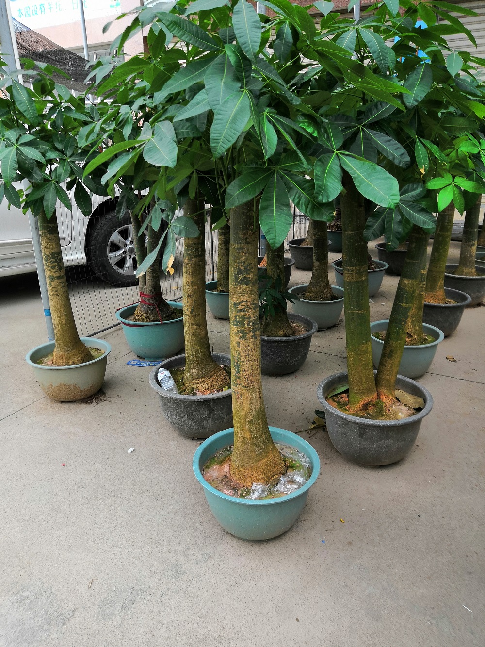 01 Pachira big single stems